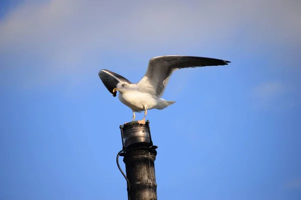 Retrato Gaviota Sentada Sobre Pilar — Foto de Stock