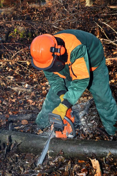 Lumberjach Con Ropa Protectora Durante Trabajo Bosque — Foto de Stock