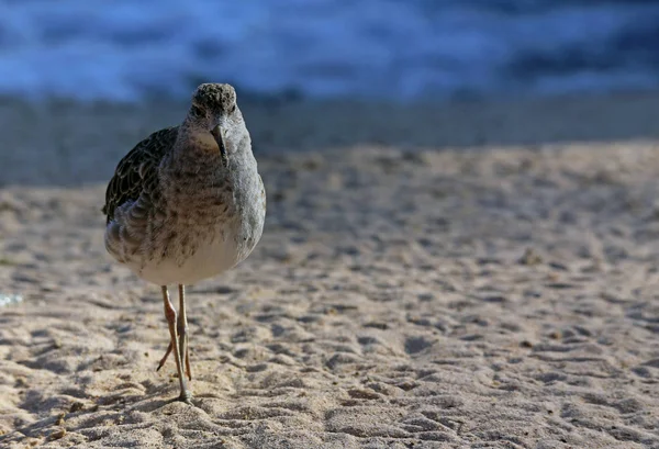 Ruff Philomachus Pugnax Piaszczystej Plaży — Zdjęcie stockowe