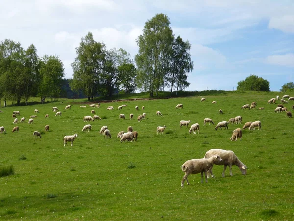 Owce Pastwisku — Zdjęcie stockowe