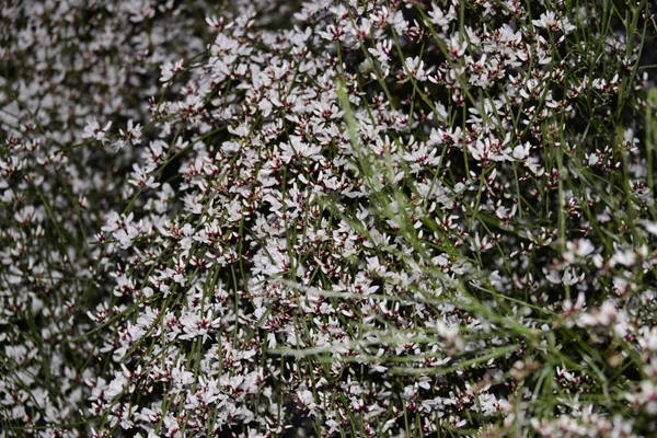 美丽的花朵 花卉概念背景 — 图库照片