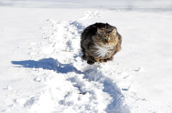 Een Noordse Boskat Loopt Snel Door Sneeuw — Stockfoto