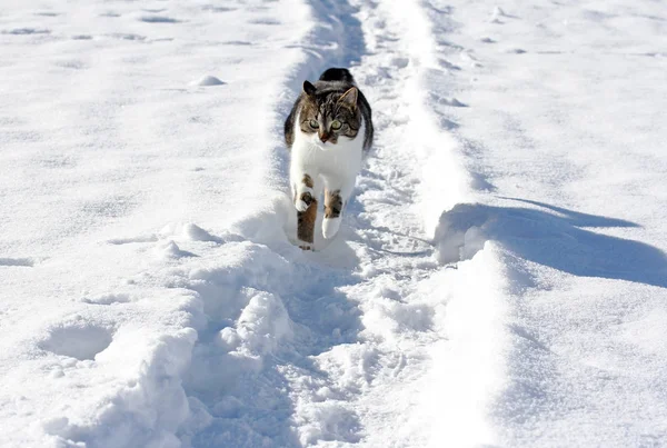 Küçük Bir Kedi Karda Koşuyor — Stok fotoğraf