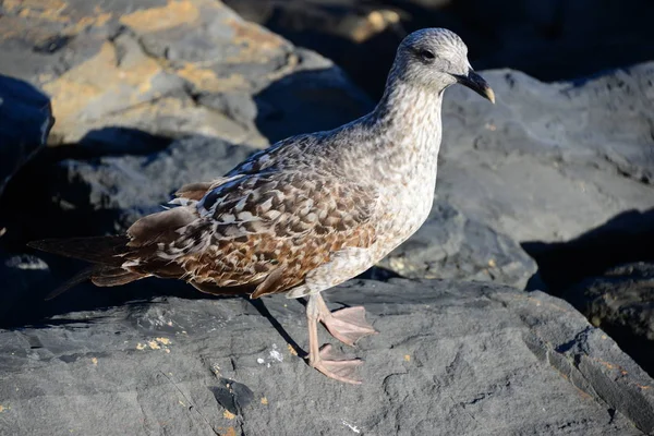 Kaya Üzerinde Oturan Kuş — Stok fotoğraf