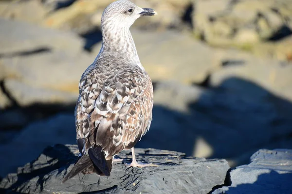 Oiseau Assis Sur Rocher — Photo