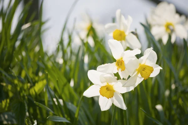 Nærhet Liten Gruppe Hvite Påskeliljer Narcissus Poeticus Gresset Med Liten – stockfoto