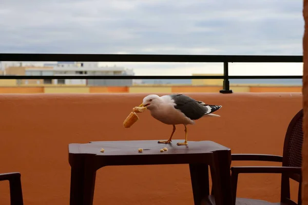 美しいかわいいカモメの鳥の風景 — ストック写真