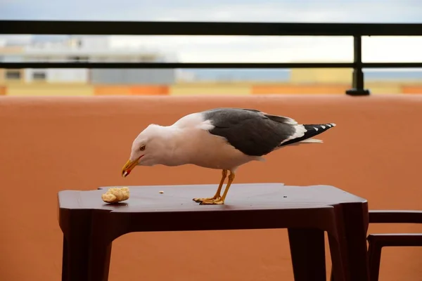 Vue Panoramique Magnifique Oiseau Mouette Mignon — Photo