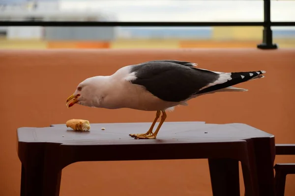 Vue Panoramique Magnifique Oiseau Mouette Mignon — Photo