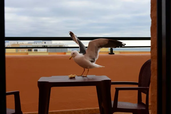 美しいかわいいカモメの鳥の風景 — ストック写真