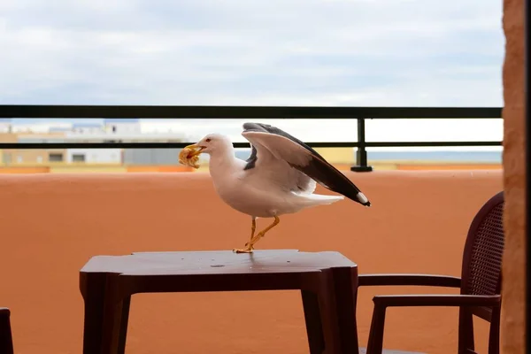 Vue Panoramique Magnifique Oiseau Mouette Mignon — Photo