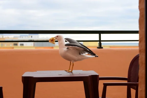 海鸥来吃早餐 西班牙面 — 图库照片