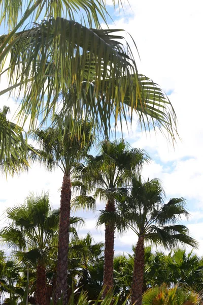 Palmové Listy Španělsku Kopírovací Prostor — Stock fotografie