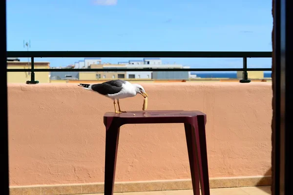 Gaivota Que Vem Para Café Manhã Pão Espanha — Fotografia de Stock