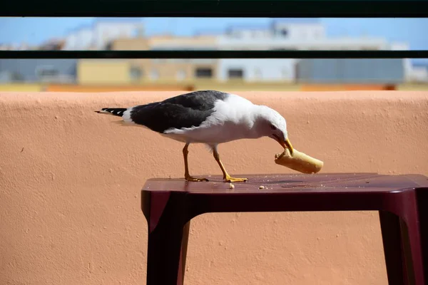 Vista Panorámica Hermoso Pájaro Lindo Gaviota — Foto de Stock