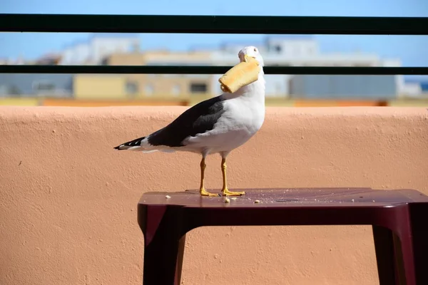 Vista Panoramica Bellissimo Gabbiano Carino Uccello — Foto Stock