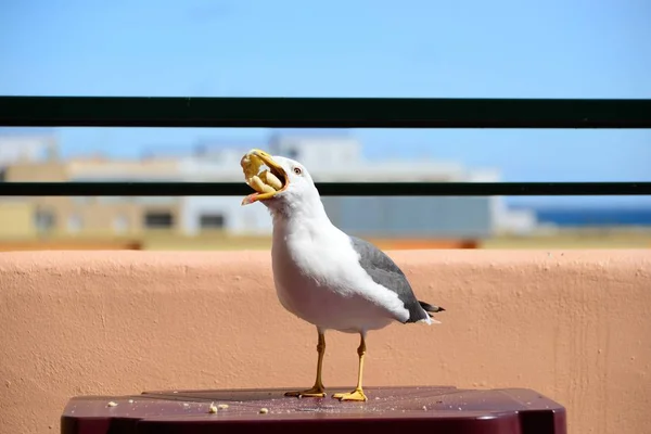 美しいかわいいカモメの鳥の風景 — ストック写真