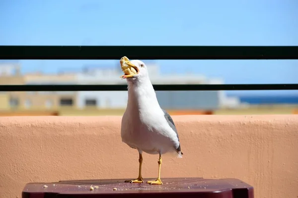 美しいかわいいカモメの鳥の風景 — ストック写真