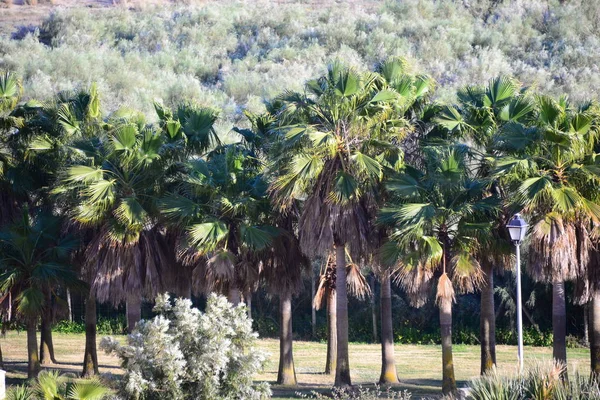 Folhas Palma Espanha Espaço Cópia — Fotografia de Stock