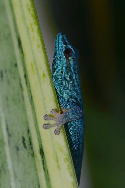 gecko reptile lizard, tropical animal