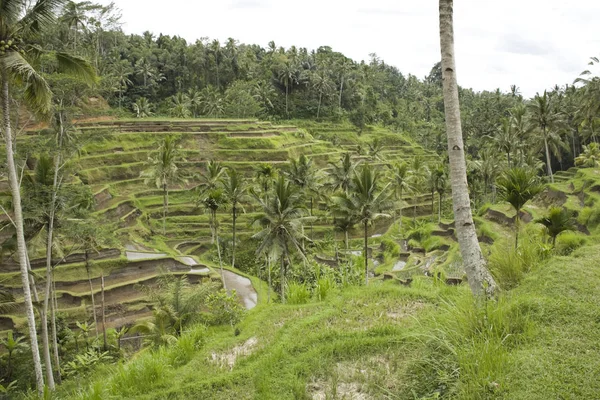 Tegallalang Bali Pirinç Terasları — Stok fotoğraf