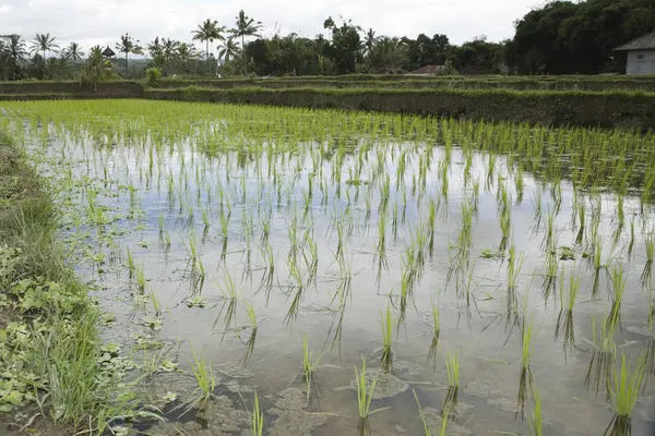 Uprawa Ryżu Bali — Zdjęcie stockowe
