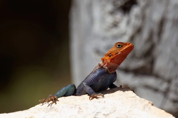 Lagarto Vida Silvestre Reptil — Foto de Stock