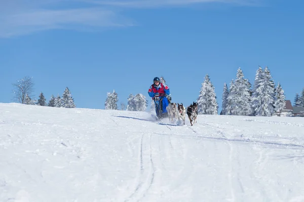 Tyska Mästerskapet Sled Dog Race Frauenwald 2015 — Stockfoto