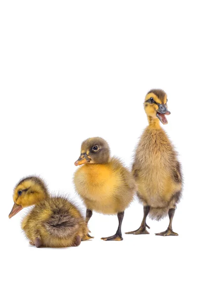 Indian Runners Zijn Een Ras Van Anas Platyrhynchos Domesticus Tamme — Stockfoto