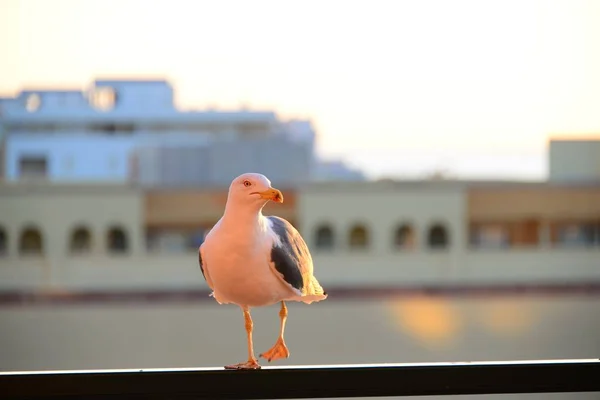 Vacker Utsikt Över Vacker Söt Mås Fågel — Stockfoto