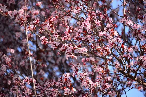 Plum Tree Bloom Espanto — Foto de Stock