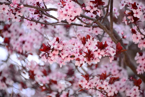 Prunier Fleurs Éperlan — Photo