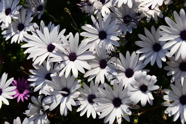 Belas Flores Verão Flora Botânica — Fotografia de Stock