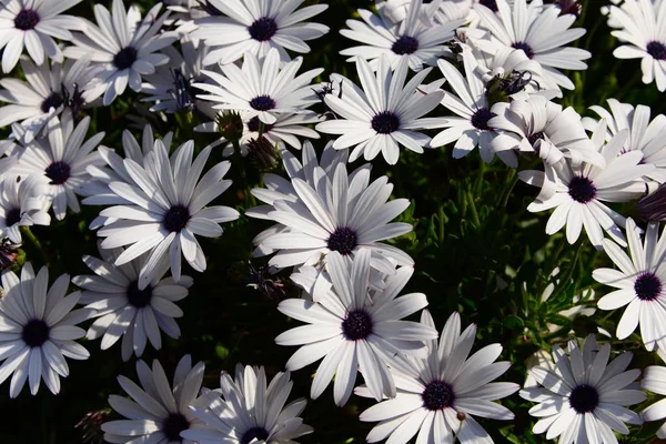 Belas Flores Verão Flora Botânica — Fotografia de Stock