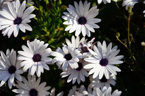 Bellissimi Fiori Estivi Flora Botanica — Foto Stock