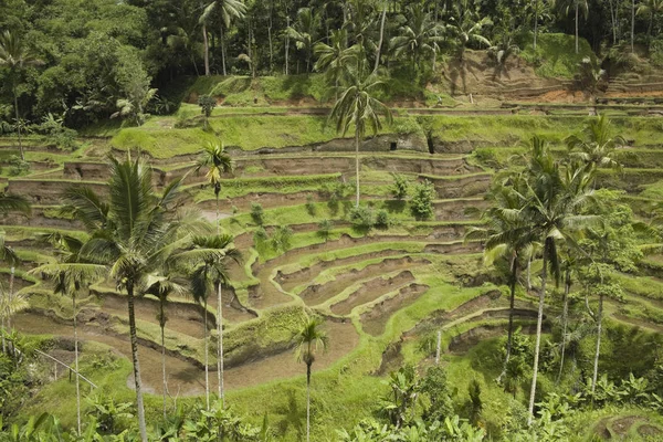 Tegallalang Bali Pirinç Terasları — Stok fotoğraf