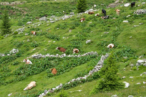 stock image traveling in the amazing alps mountains