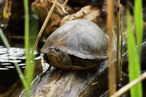 Närbild Djur Zoo — Stockfoto