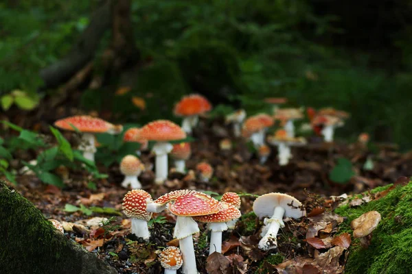 Close View Fly Agaric Forest — Stock Photo, Image