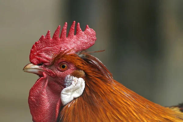 Blick Auf Schöne Vögel Der Natur — Stockfoto