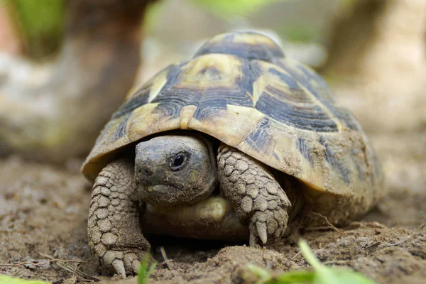 Närbild Djur Zoo — Stockfoto