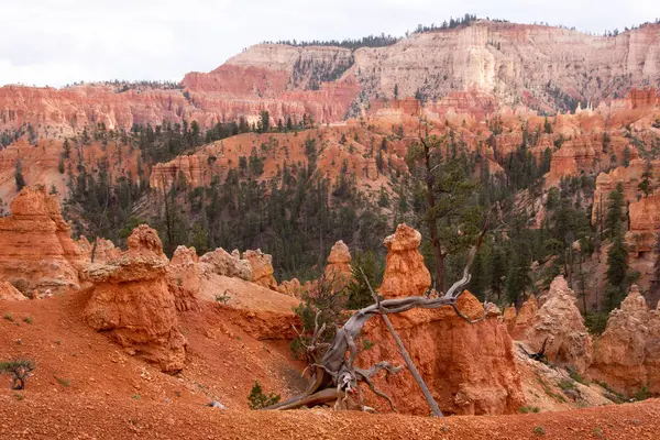 Bryce Canyon Utah Verenigde Staten — Stockfoto