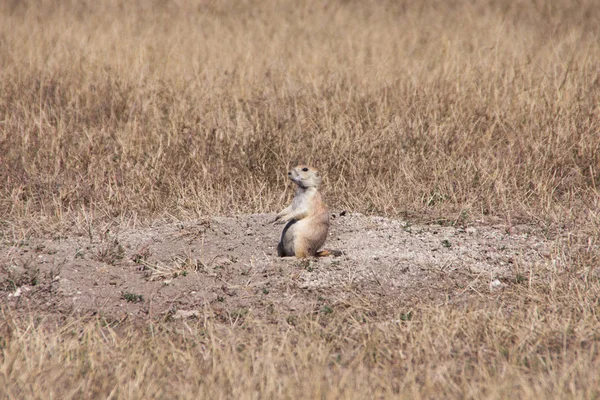 Badlands National Park Utah Eua — Fotografia de Stock