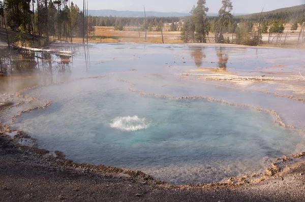 Parque Nacional Yellowstone Utah Uso — Foto de Stock