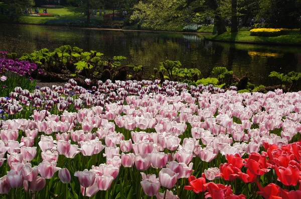 Doğal Lale Çiçeklerinin Güzel Manzarası — Stok fotoğraf