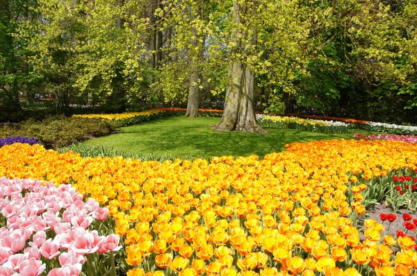 Piękny Widok Naturalne Kwiaty Tulipan — Zdjęcie stockowe