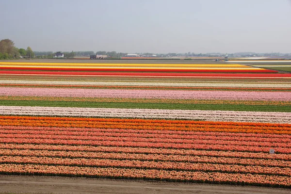 Piękny Widok Naturalne Kwiaty Tulipan — Zdjęcie stockowe