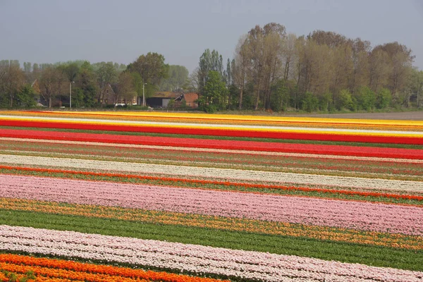 Красивий Вид Природні Квіти Тюльпанів — стокове фото