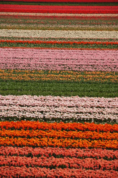 Płatki Kwiatów Tulipanów Wiosenna Flora — Zdjęcie stockowe