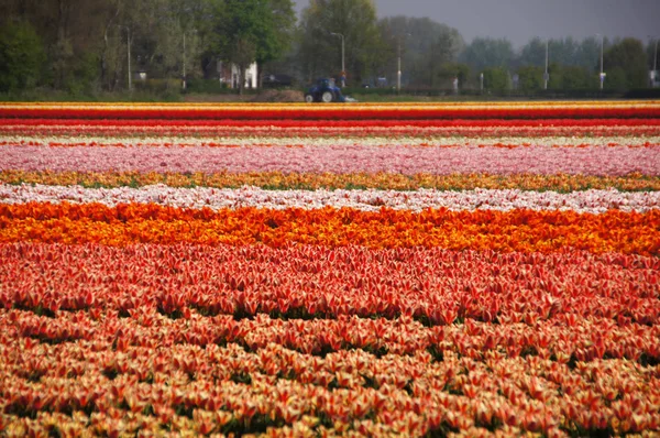 Piękny Widok Naturalne Kwiaty Tulipan — Zdjęcie stockowe